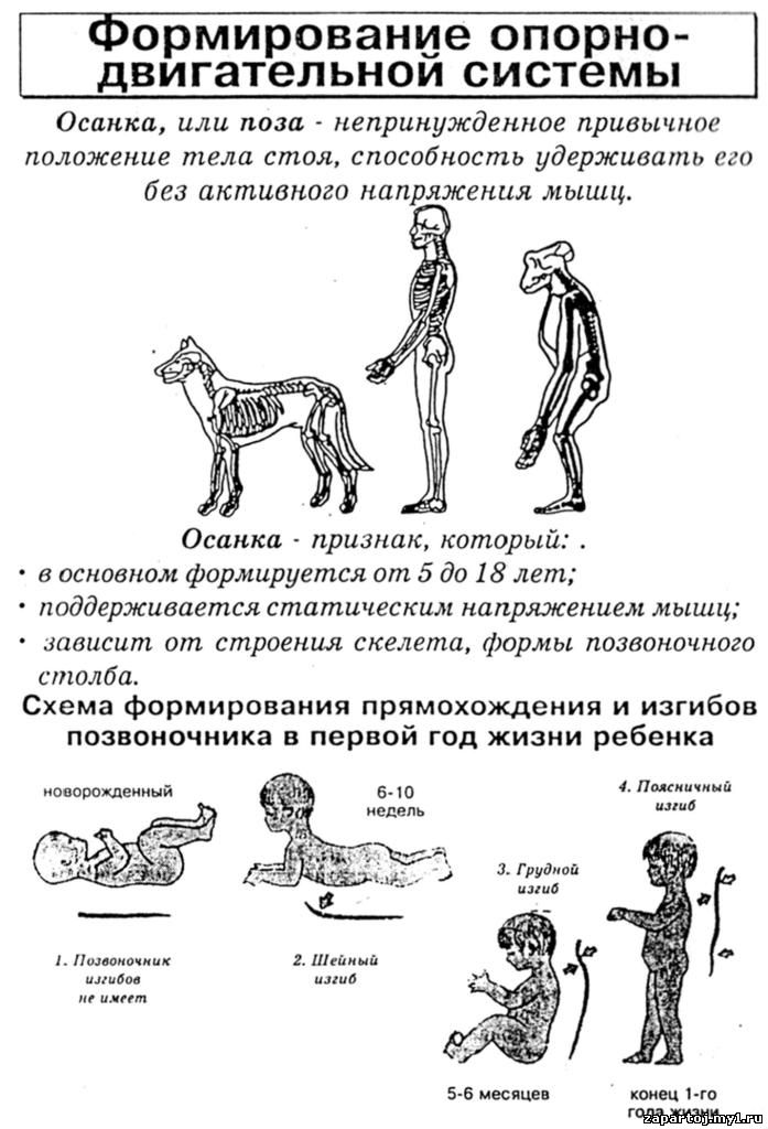5 класс история в схемах фото 326