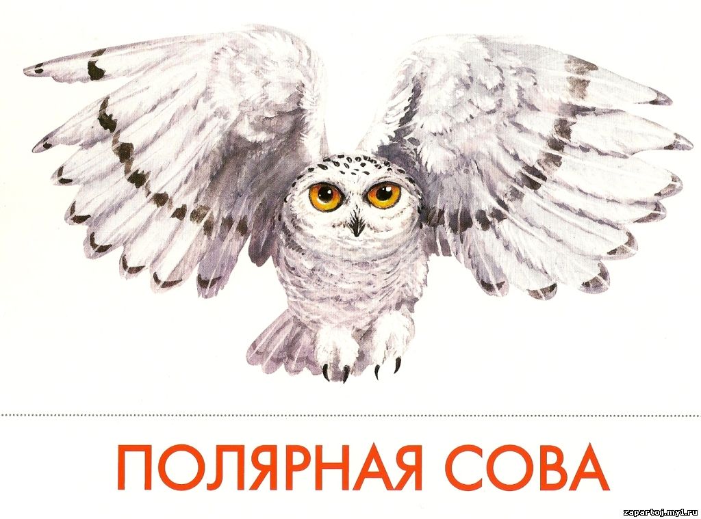 Нарисовать полярная сова Нарисовать полярная сова