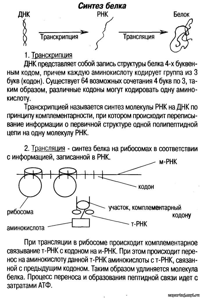 План конспект урока по биологии 9 класс. Синтез белков биология 9 класс таблица. Таблица Биосинтез белка биология 9 класс. 10 Класс биология Биосинтез белка таблица.